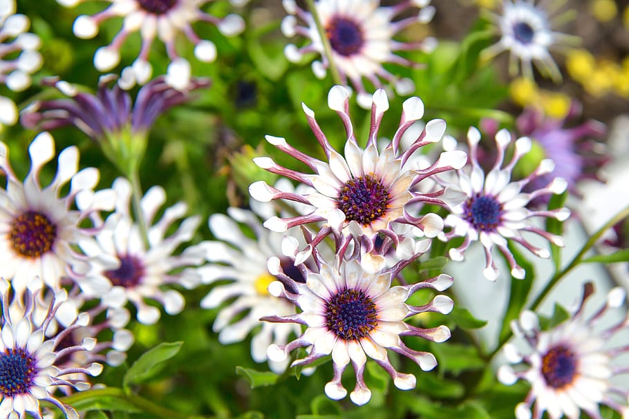 flower, purple, white, bloom, nature, plant, blossom, garden HD wallpaper