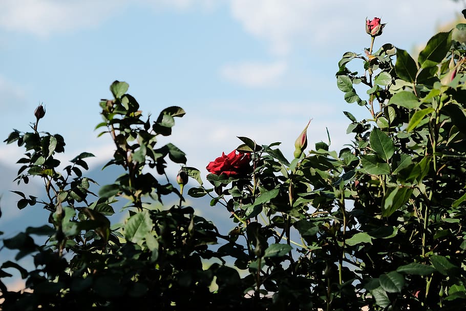 flower, rose, plant part, leaf, growth, freshness, nature, sky HD wallpaper