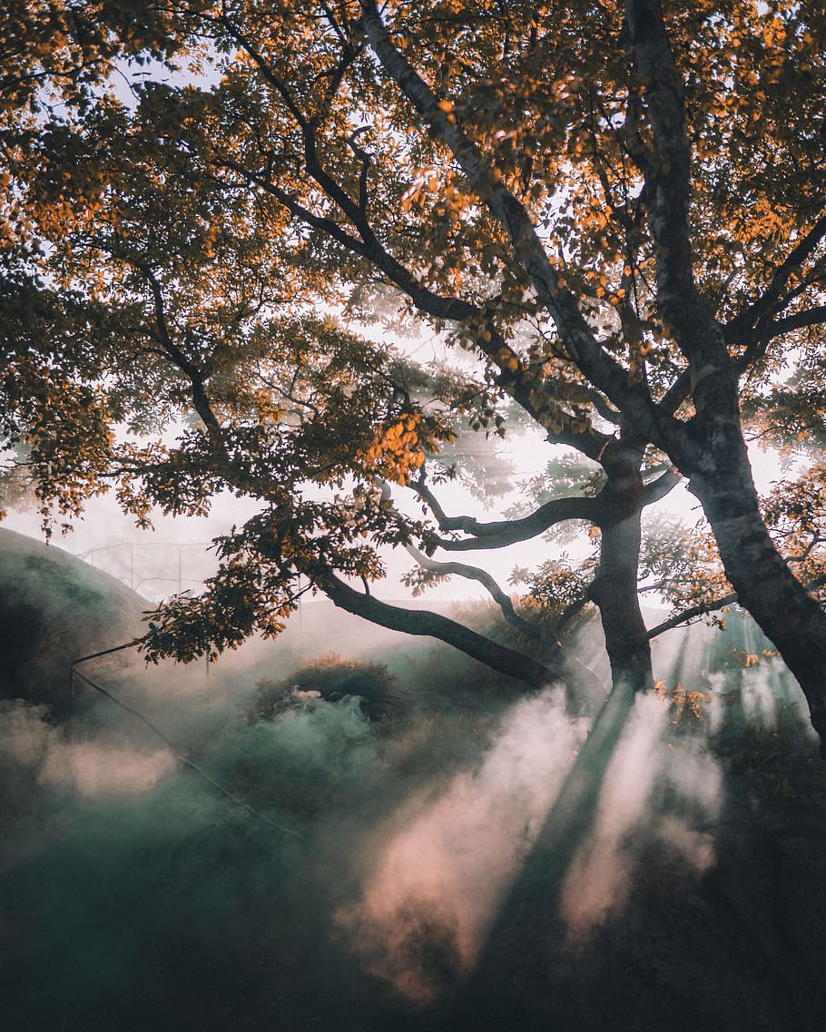 photograph of tree, fog, dawn, smoke, sun, woodland, branch, autumn HD wallpaper