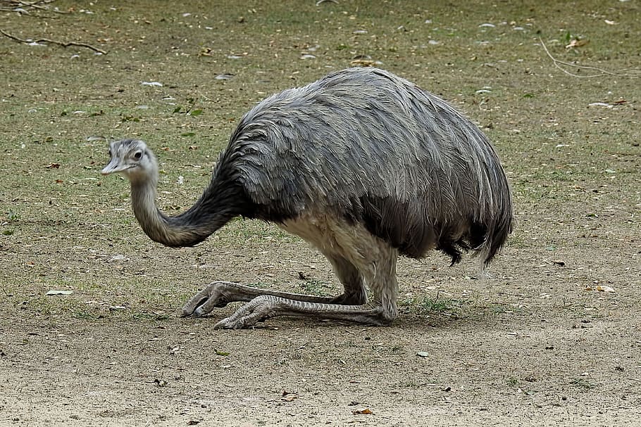 rhea bird, flightless, flightless bird, big bird, animal themes HD wallpaper