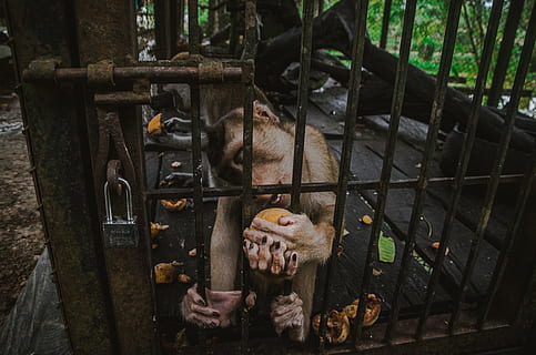 monkey inside metal cage during daytime, animal, mammal, wildlife HD wallpaper