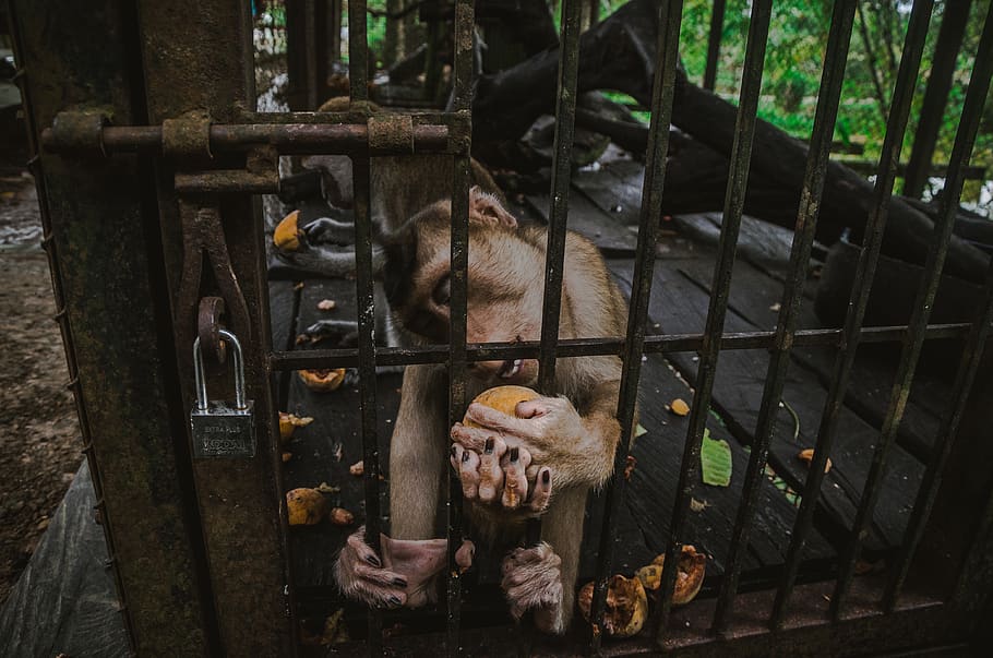 monkey inside metal cage during daytime, animal, mammal, wildlife HD wallpaper
