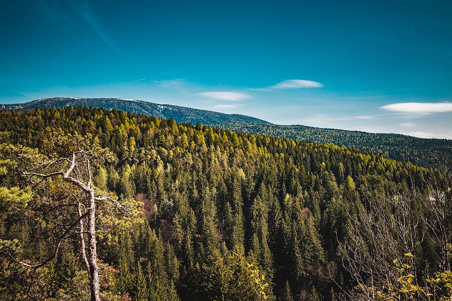 tree field under blue sky, plant, beauty in nature, tranquil scene HD wallpaper