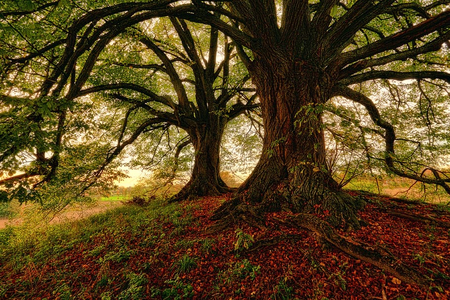 tree, wood, pair, solitude, leafe, green, hill, wide, hiding HD wallpaper