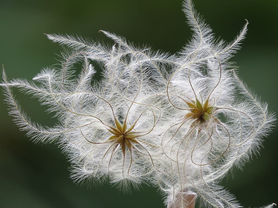 fluffy, seeds, clematis, feather, slightly, filigree, plant HD wallpaper