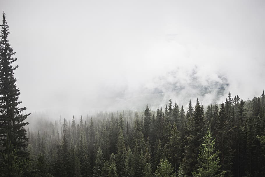 forest, mountain, trees, pine, fog, clouds, sky, green white HD wallpaper