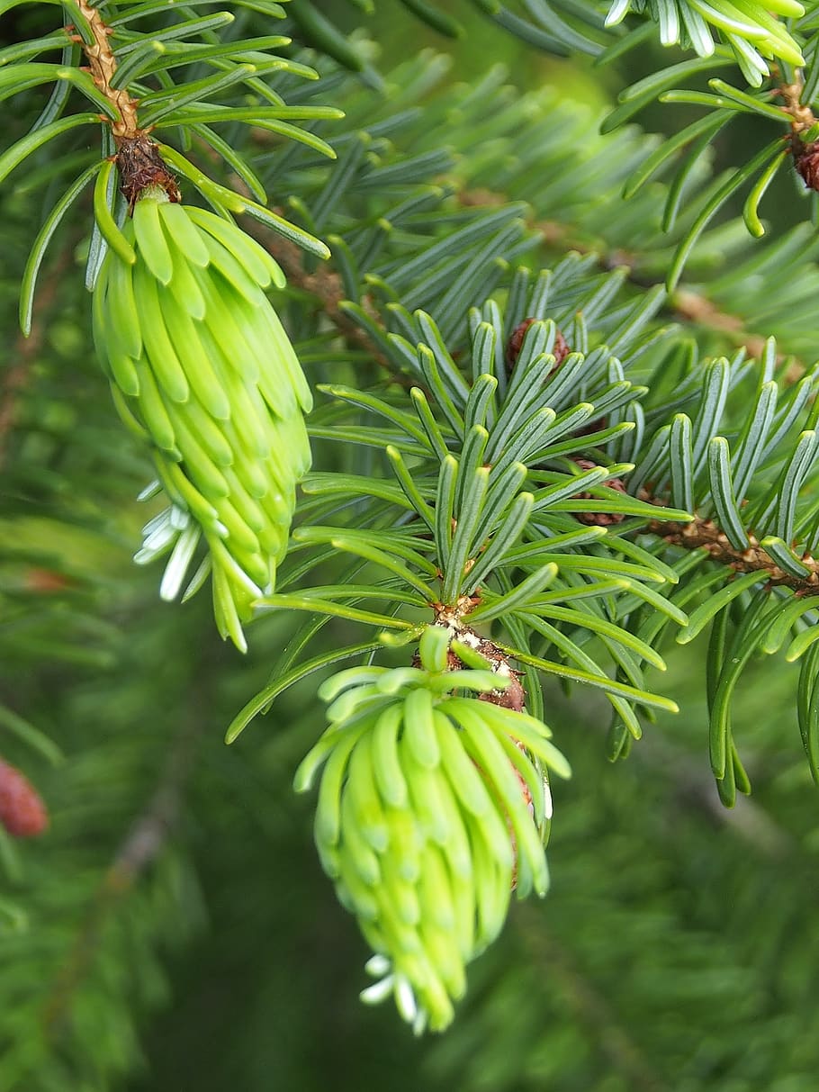 fir tree, fresh shoots, green, spring, close up, green color HD wallpaper