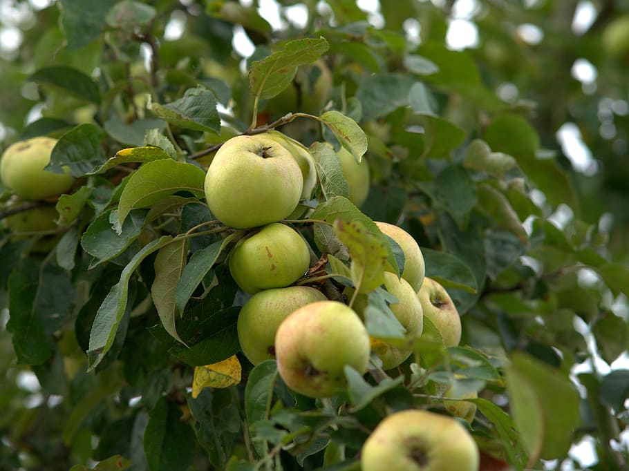 apple tree, fruit, ripe, nature, apfelernte, healthy, fresh HD wallpaper