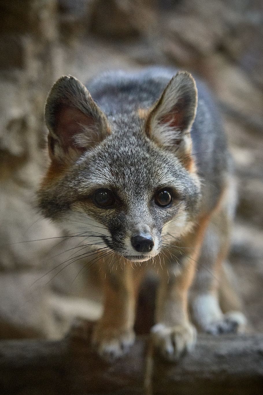 gray and brown fox on gray surface, mammal, one animal, animal wildlife HD wallpaper