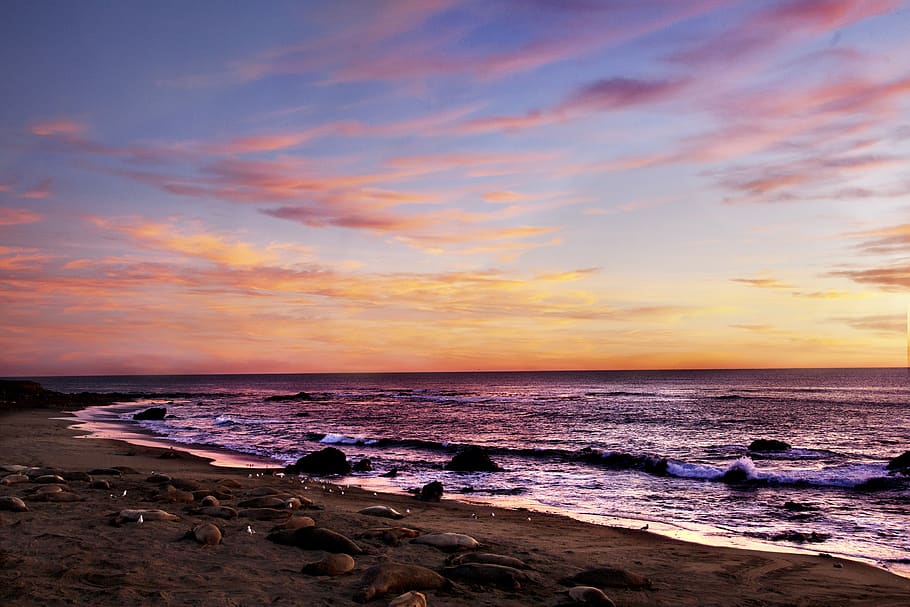 beach, sunset, warm, walrus, sea, water, sky, land, scenics - nature HD wallpaper