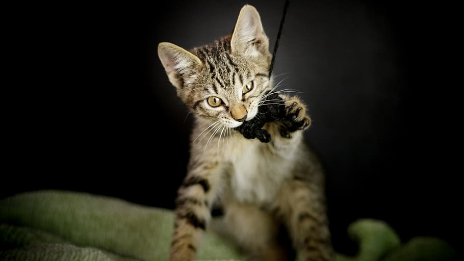 silver tabby cat biting yarn, animal, mammal, animal themes, pets HD wallpaper