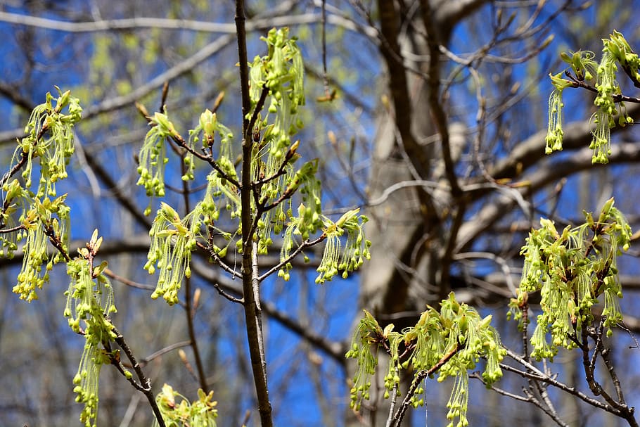 sugar maple tree, hanging flower buds, early, flowering, spring