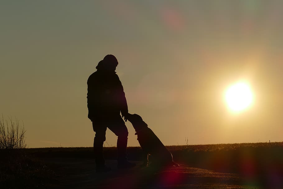 sundown, dog, portrait, pet, animal, adorable, cute, lovely HD wallpaper