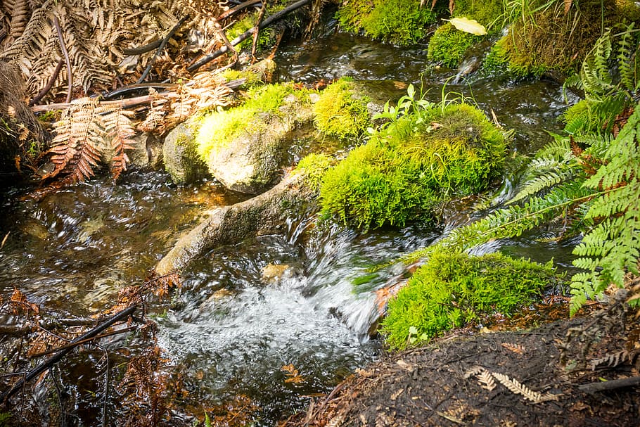 nature, puddle, water, moss, fern, ferns, stick, ground, leaves HD wallpaper