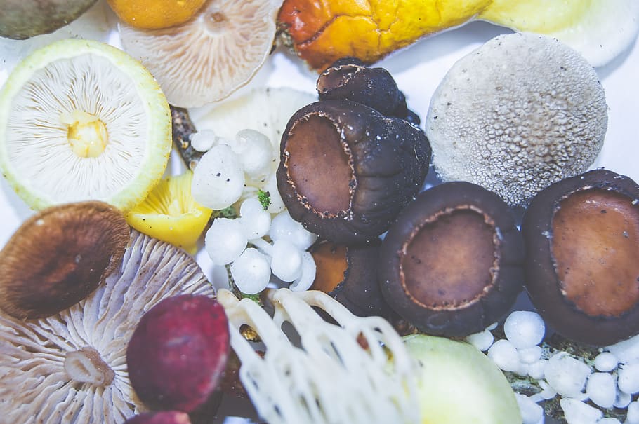 assorted mushrooms, fungi, fungu, fungus, food, confectionery HD wallpaper