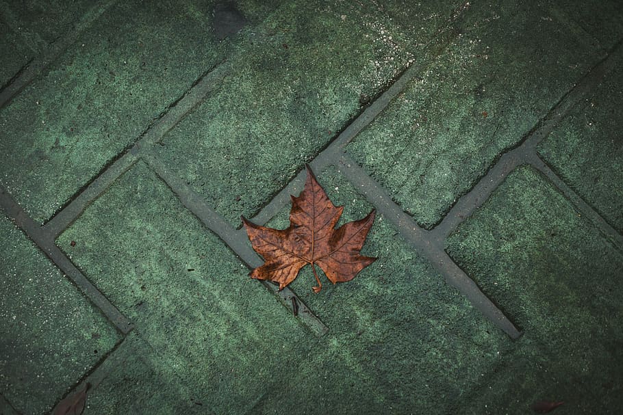 forest, trees, autumn, nature, leaves, leaf, plant part, high angle view HD wallpaper