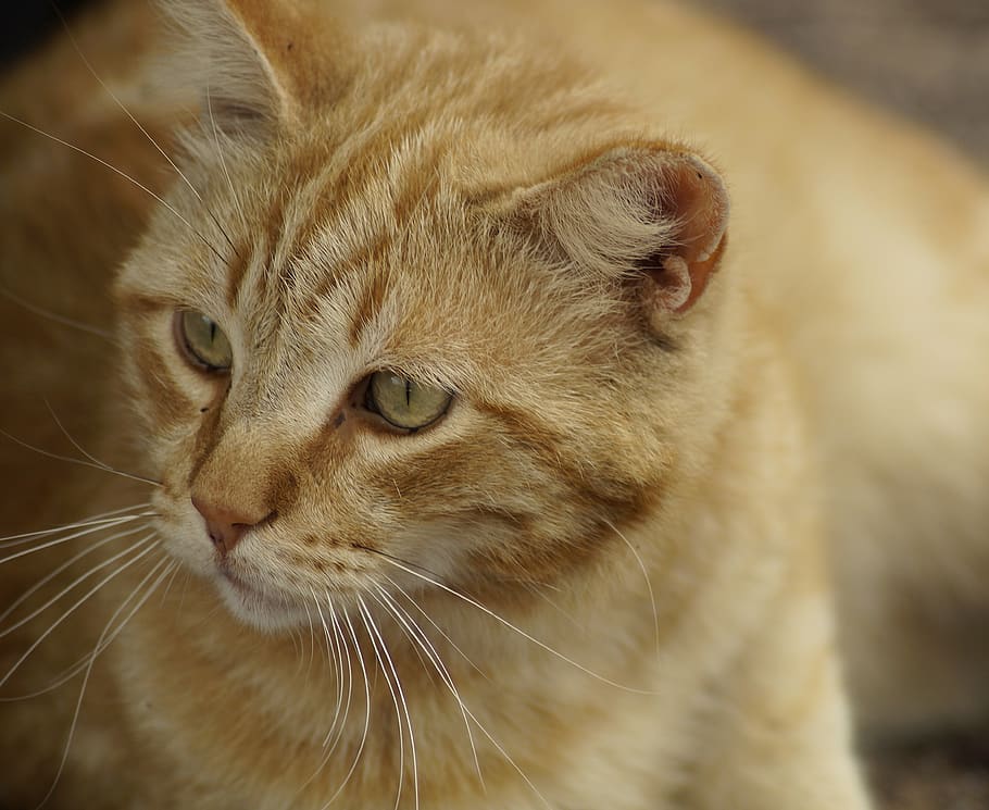 cat, portrait, head, close up, domestic cat, cat face, mieze HD wallpaper