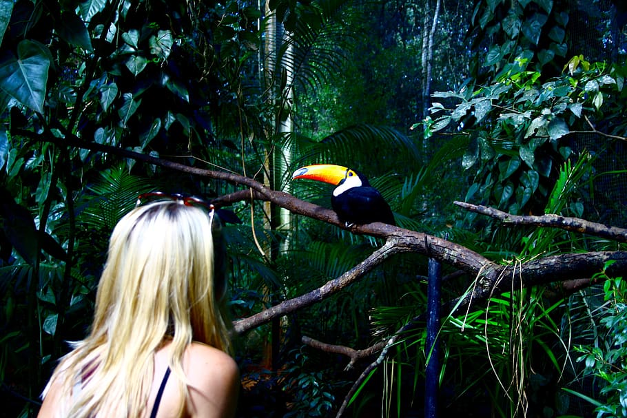 brazil, foz do iguaçu, parque das aves, bird, girl, tucan, HD wallpaper