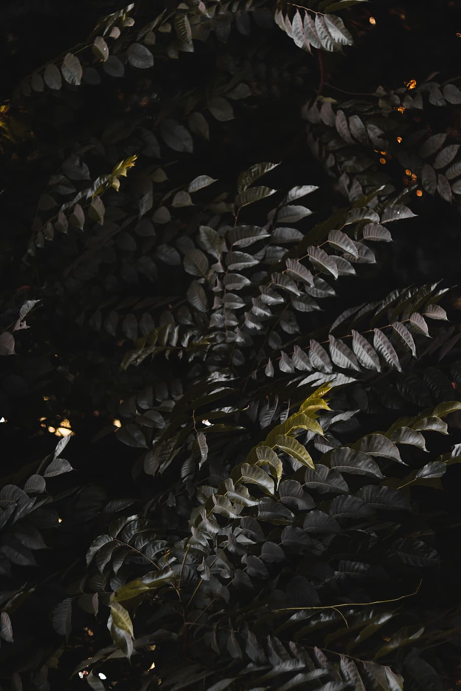 gray and green leaves, full frame, no people, backgrounds, close-up HD wallpaper