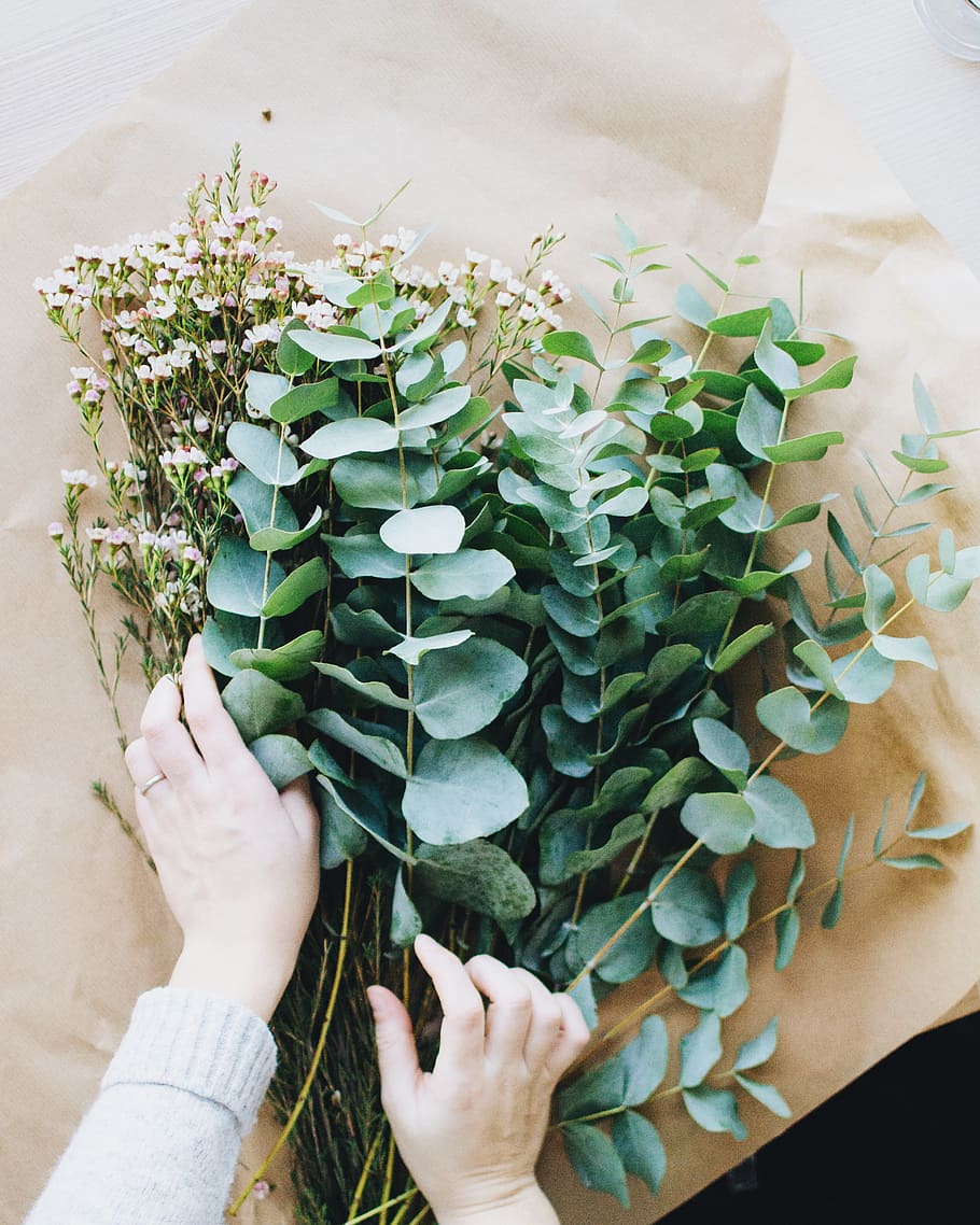 denmark, søborg, eucalyptus, flowers, floral, human hand, human body part HD wallpaper