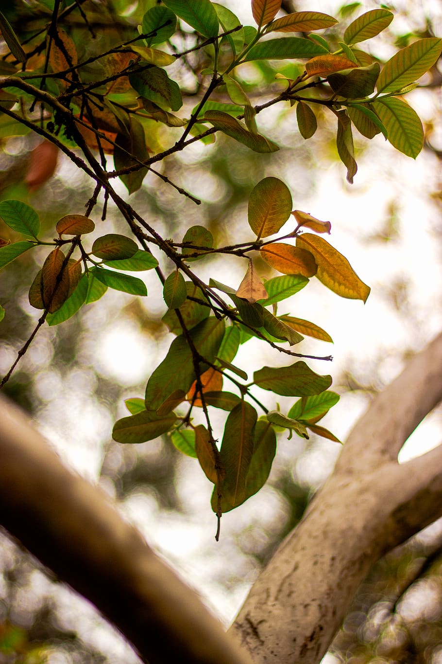 leaf, plant, tree, tree trunk, wood, branches, nature, leaves HD wallpaper