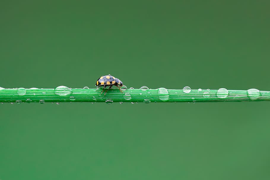 ladybug, uğurböceği, damla, macro, green, nature, doğa HD wallpaper