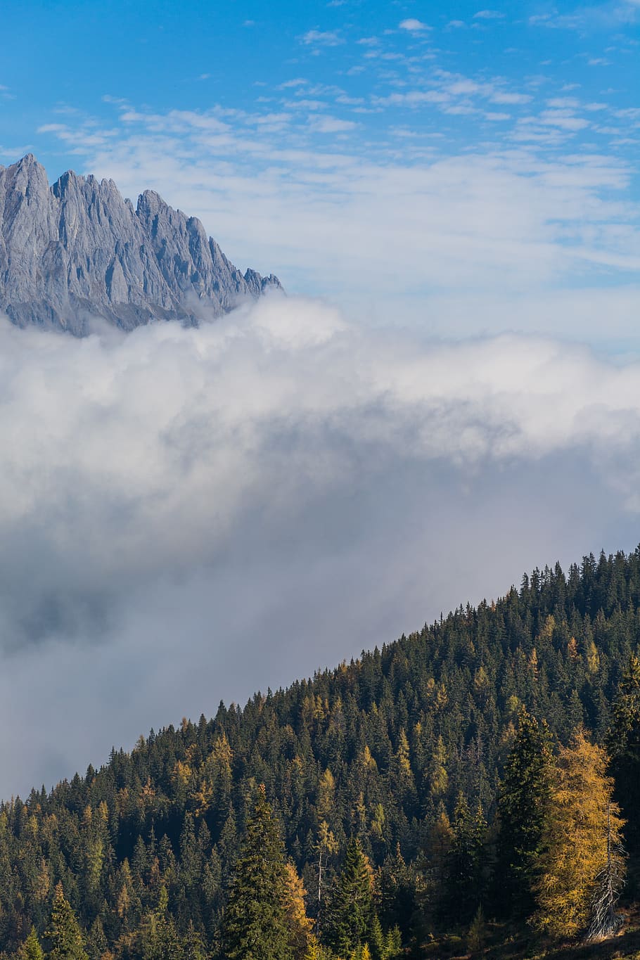 trees and mountain covered by cloud during daytime, plant, abies HD wallpaper