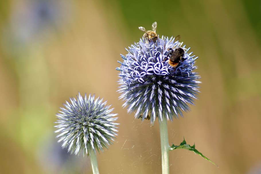 thistle, flower, bee, bees, nature, blossom, bloom, plant, flora HD wallpaper