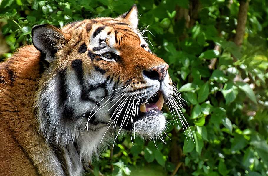 tiger, big cat, predator, wildcat, dangerous, zoo, animals HD wallpaper