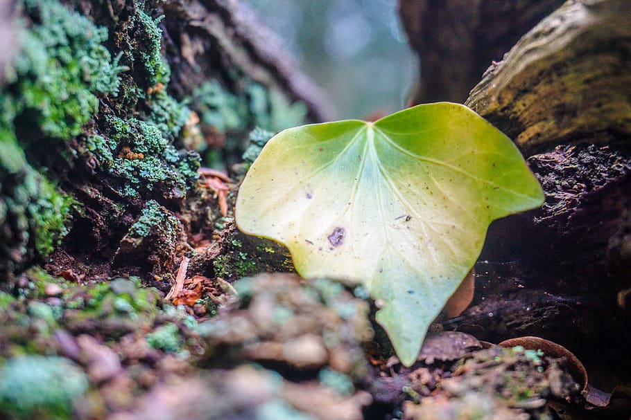green-leafed plant, close-up, nature, selective focus, growth HD wallpaper