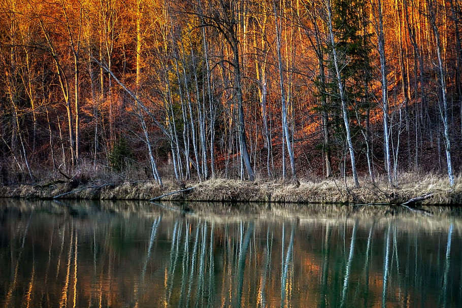 forest, winter, river, lech, leaves, abendstimmung, landscape HD wallpaper