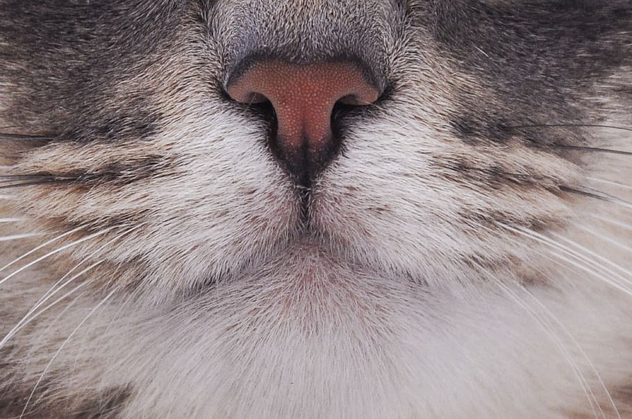 one animal, animal themes, mammal, cat, domestic animals, pets HD wallpaper