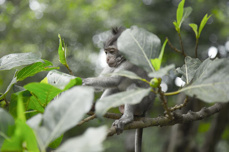 Grey Monkey On Tree Branch, animal, bali, jungle, little, primate, HD wallpaper