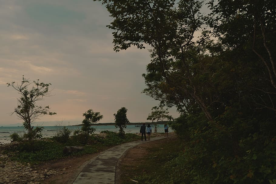 beach, journey, plant, tree, the way forward, sky, direction HD wallpaper