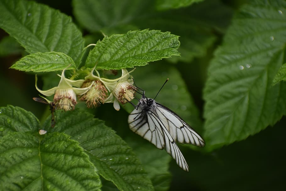 butterfly, white, sitting, raspberry, nutrition, insect, nature HD wallpaper