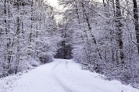 winter, hoarfrost, snow, forest, wintry forest, snowy way, snowy forest HD wallpaper