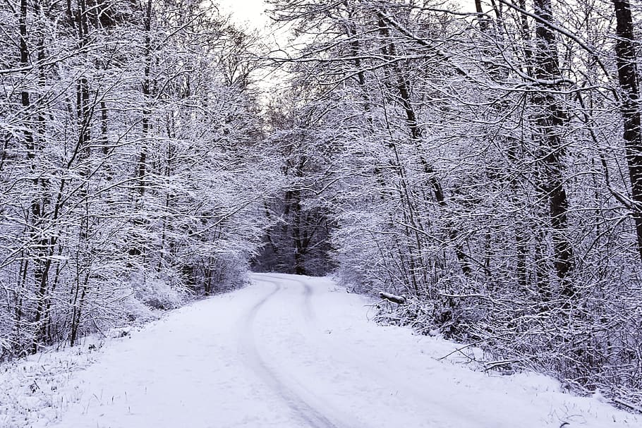 winter, hoarfrost, snow, forest, wintry forest, snowy way, snowy forest HD wallpaper