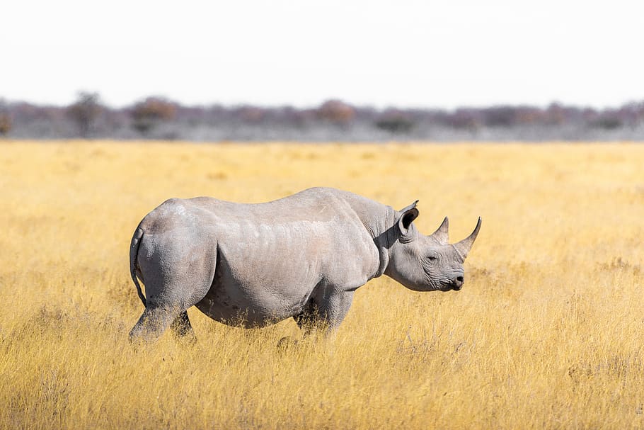 rhino, steppe, grass, safari, pachyderm, rhinoceros, big game, HD wallpaper