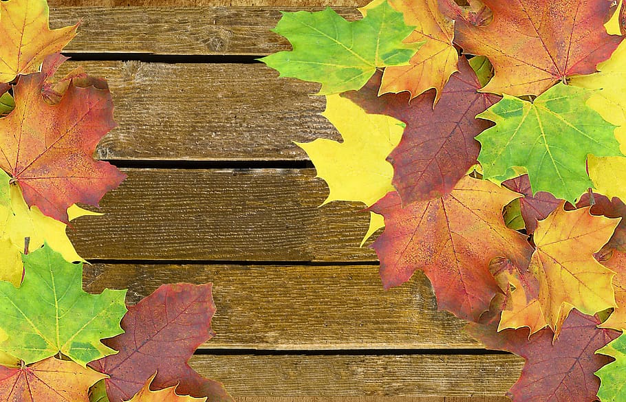 autumn, background, wood, colorful, emerge, wellness, frame, HD wallpaper