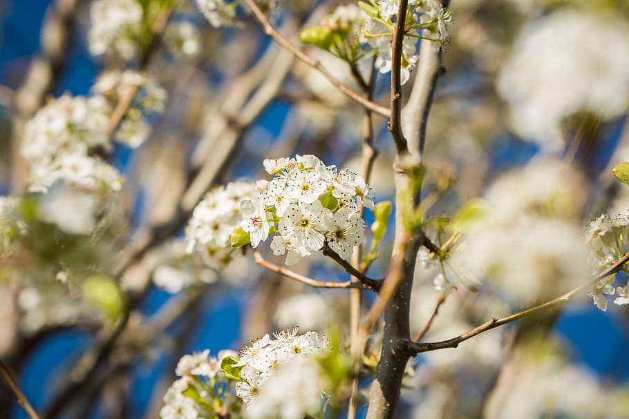 flowers, outdoors, spring, blooming, warm, white, plant, flowering plant HD wallpaper