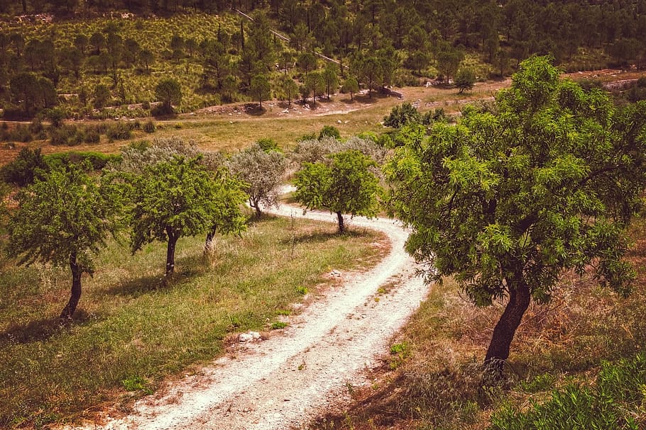 landscape, away, nature, path, lane, summer, hiking, recovery HD wallpaper