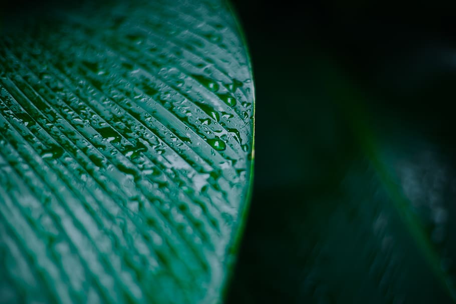 selective focus photo of green leaf, plant, droplet, tree, veins, HD wallpaper