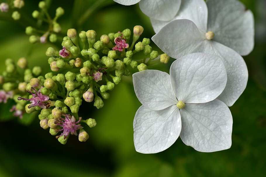 hydrangea, close up, blossom, bloom, white, small, tender, flower HD wallpaper
