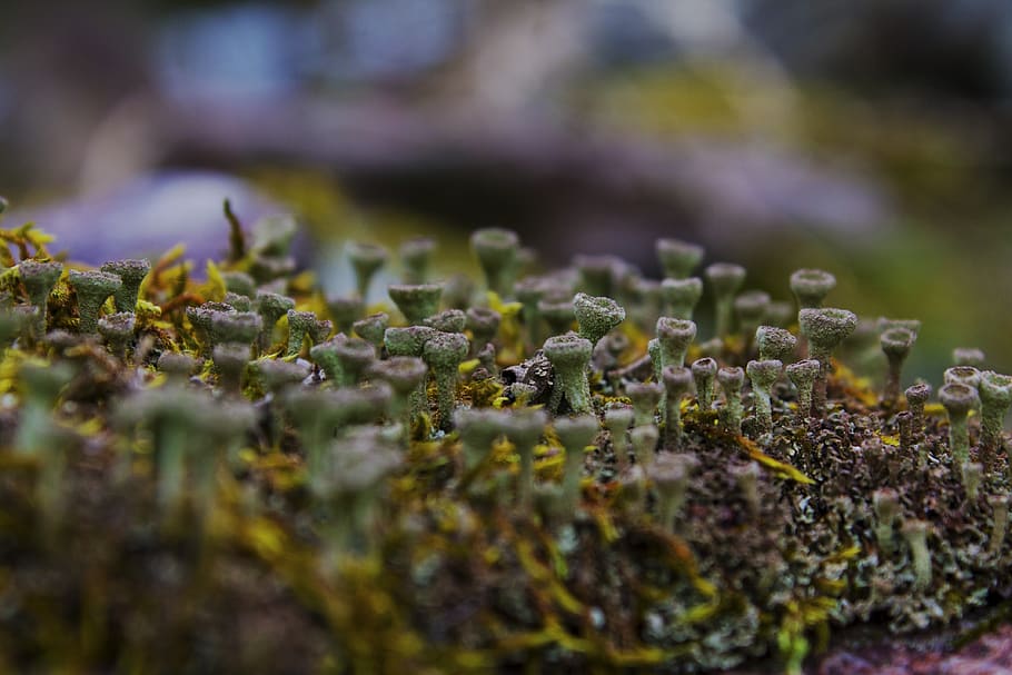 tinyforest, selective focus, growth, plant, moss, close-up HD wallpaper