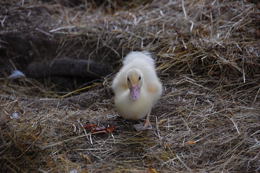 duck, cute, small, fluffy, young animal, duck bird, chicks HD wallpaper