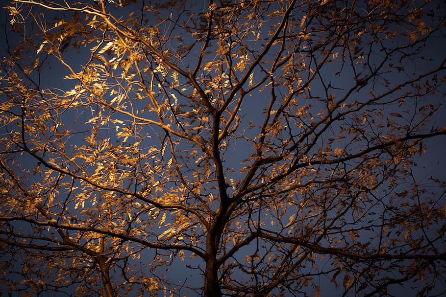 brown leafy tree, plant, tree trunk, chicago, usa, nature, oak HD wallpaper