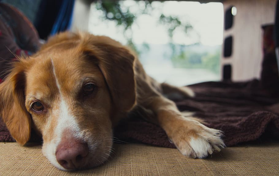 dog, canine, one animal, pets, animal themes, mammal, domestic HD wallpaper