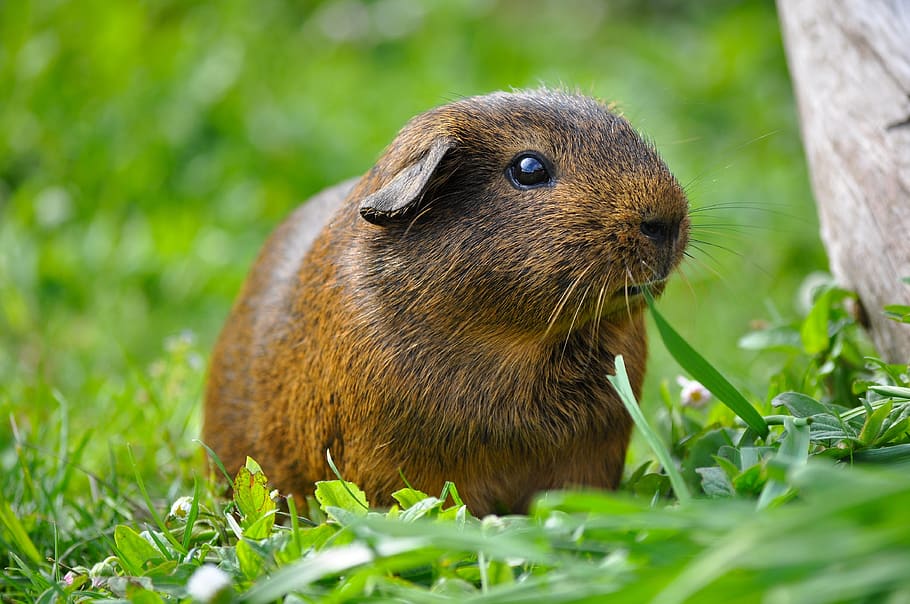 Brown Guinea Pig, animal, grass, animal themes, one animal, mammal HD wallpaper
