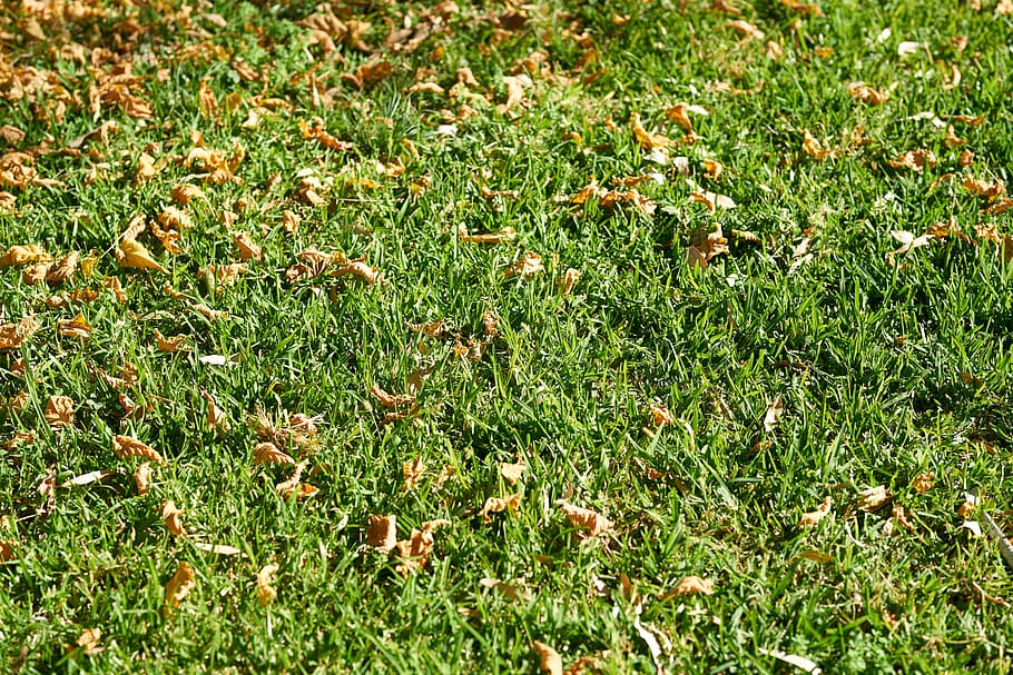 grass, nature, background, green, plant, summer, spring, chan HD wallpaper