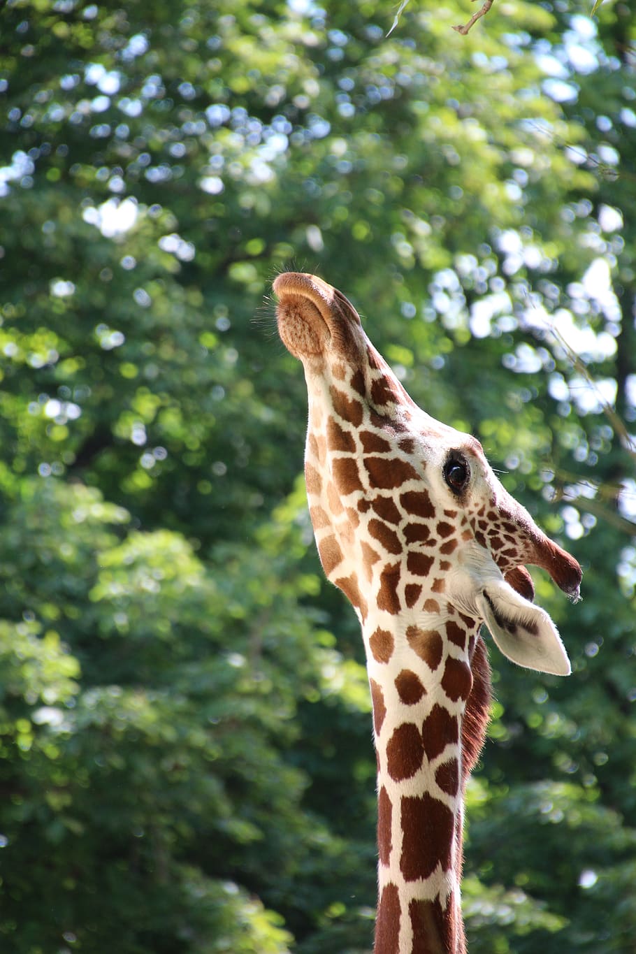giraffe, face, close up, zoo, background green, stretches neck